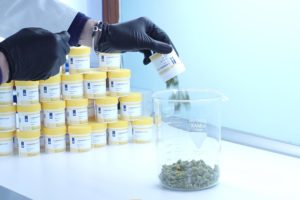 Preparazione Fiori Cannabis Terapeutica